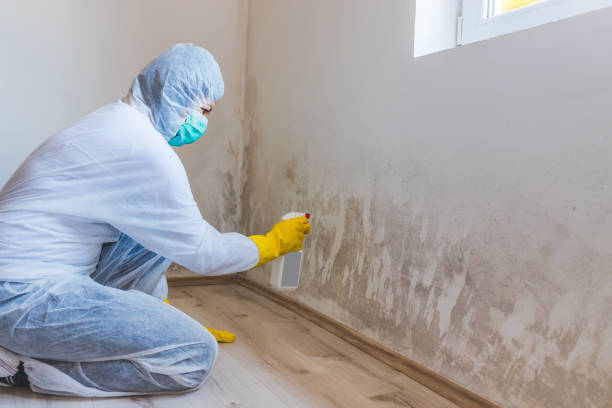 Licensed Mold Remediation service in Sea Bright, NJ - 24 Hour Mold Removal